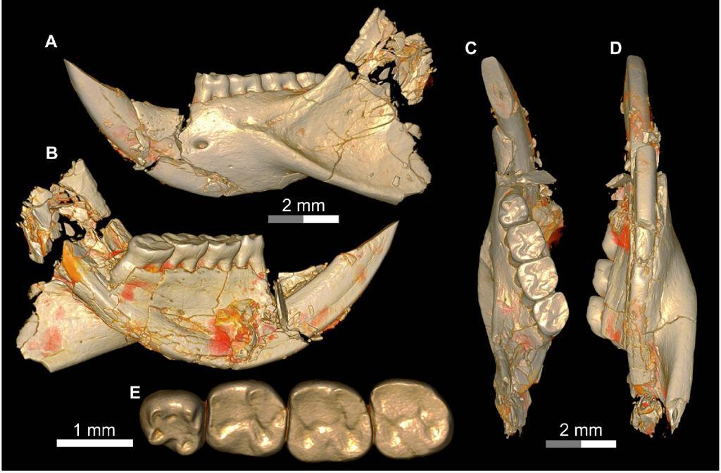 Author Interview – New phiocricetomyine rodents from the Jebel Qatrani Formation, Fayum Depression, Egypt