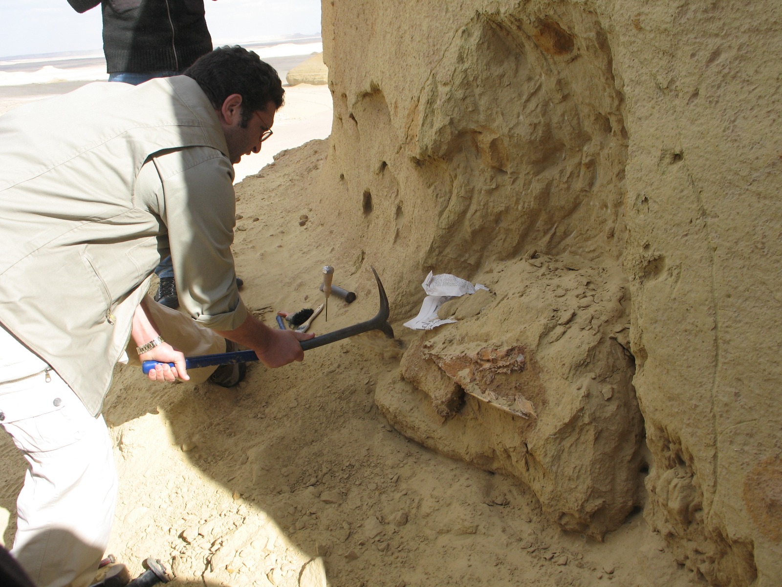 In photos: Fossil of giant catfish discovered in Egypt’s Wadi El-Hitan