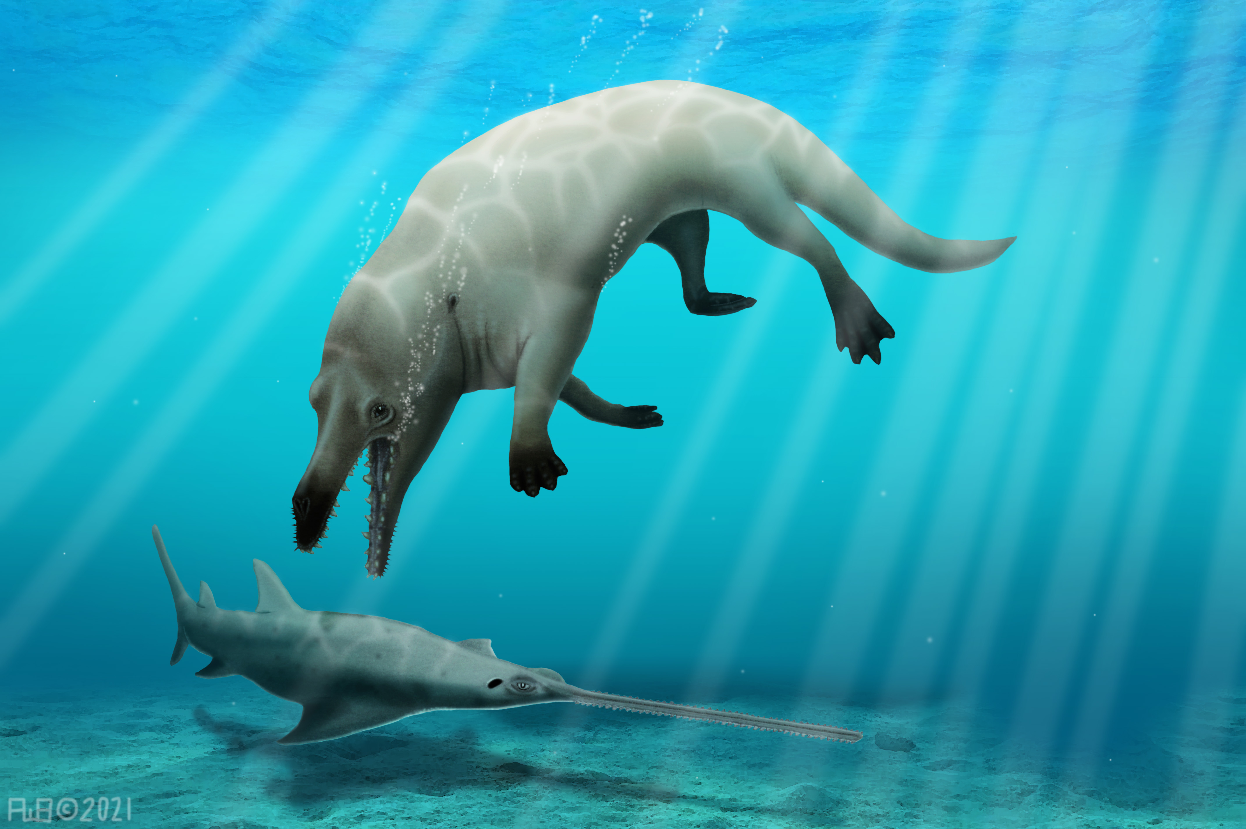 Ancient amphibious four-legged whale from Egypt elucidates a transitional phase in early whale evolution