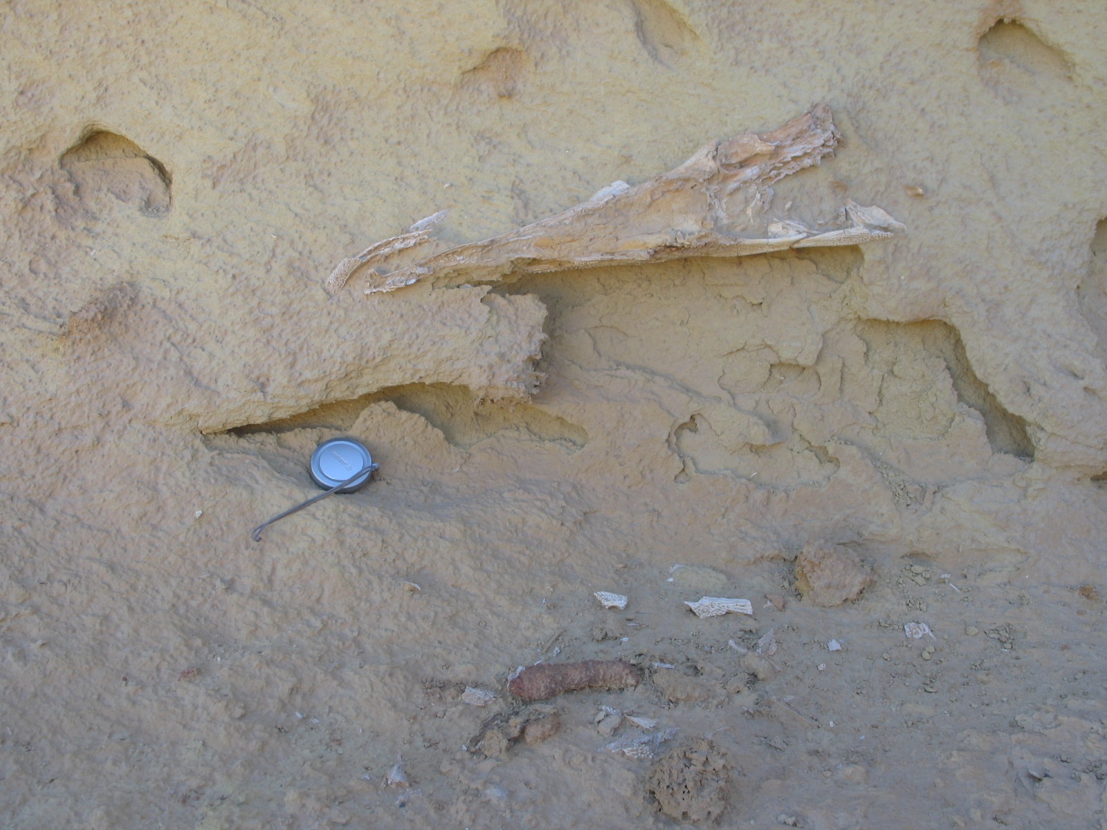 Giant Catfish Fossil Found in Egyptian Desert