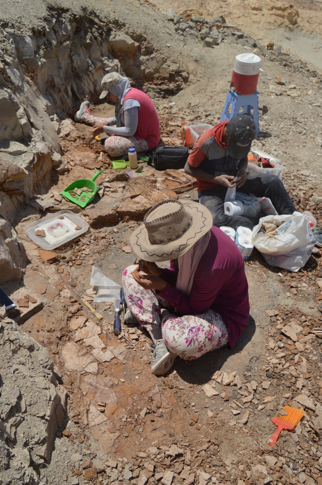 Egyptian fossil surprise: Fishes thrived in tropics in ancient warm period, despite high ocean temperatures