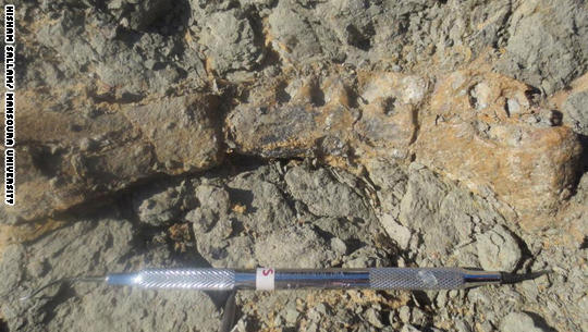 A bus-sized dinosaur is found in Egypt and it oers a clue to an ancient mystery, CNN