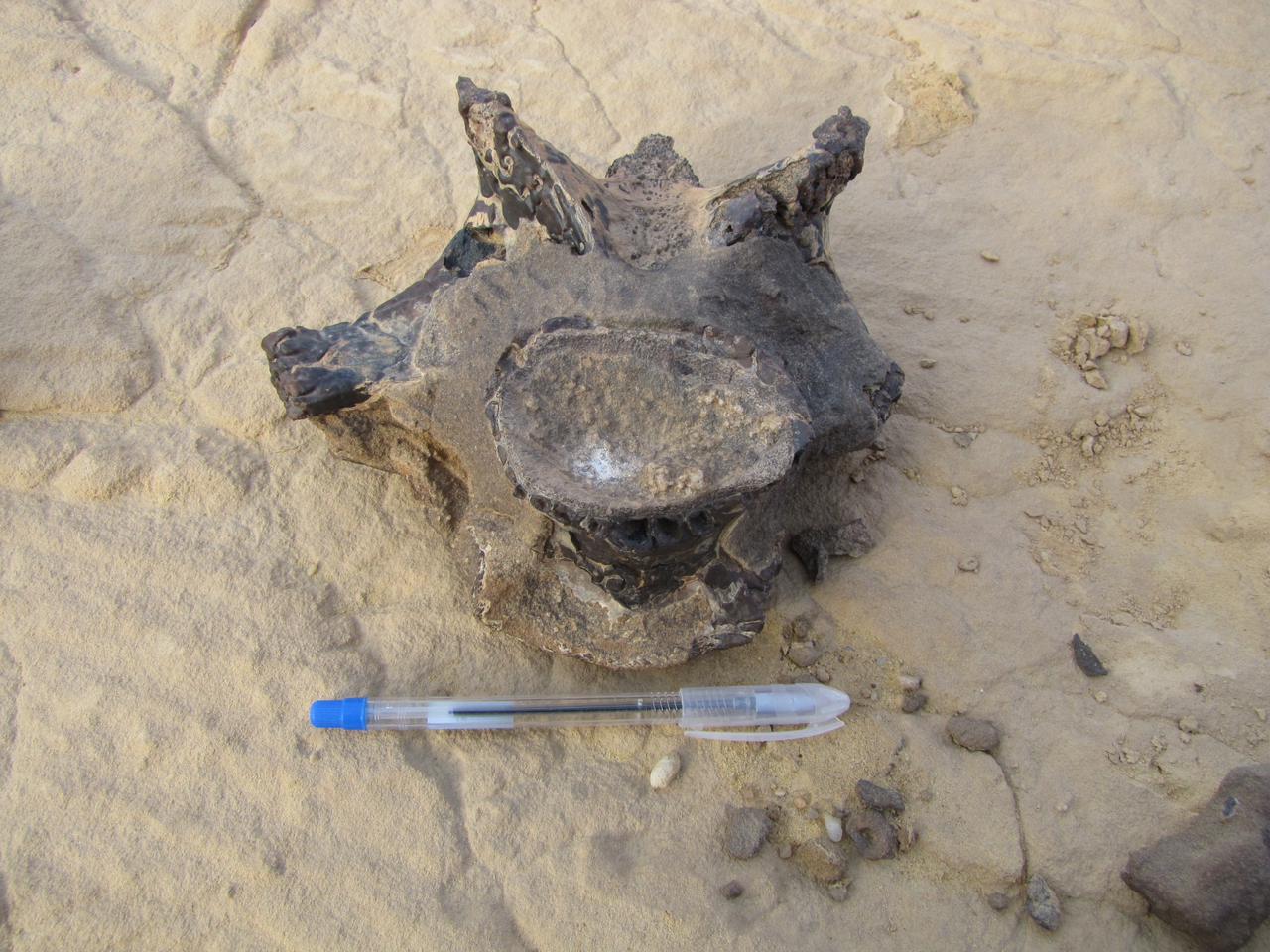 Bizarre Meat-Eating Dinosaur Joins “Rogues’ Gallery” of Giant Predators from Classic Fossil Site in Egypt’s Sahara Desert