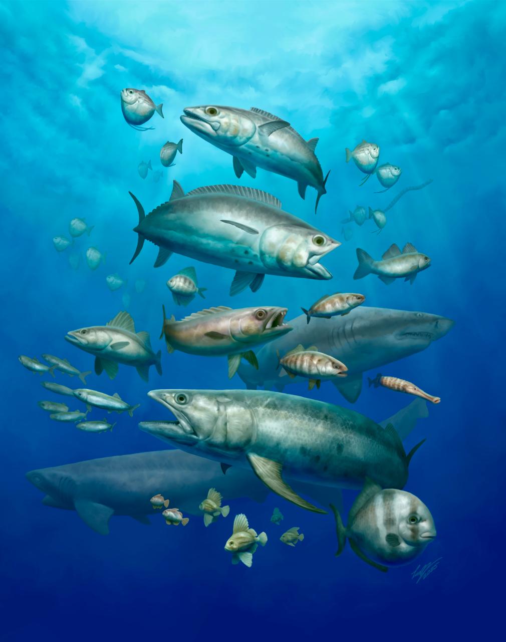 The dawn of modern ocean fishes