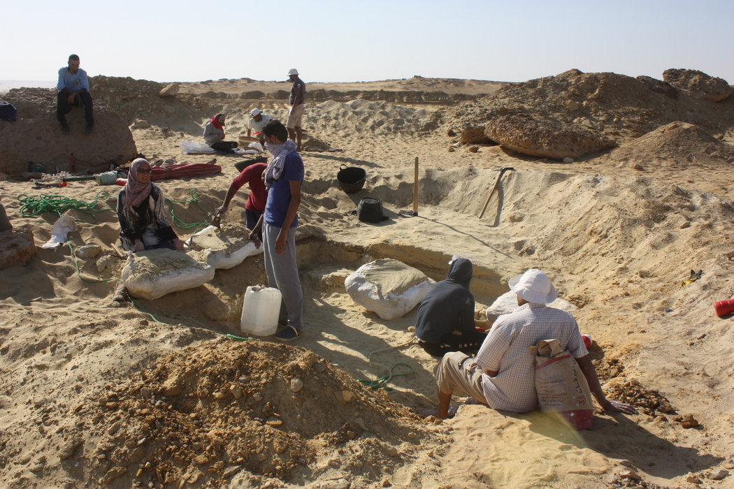 Locality BQ-2, Fayum Depression, Egypt – rescue mission
