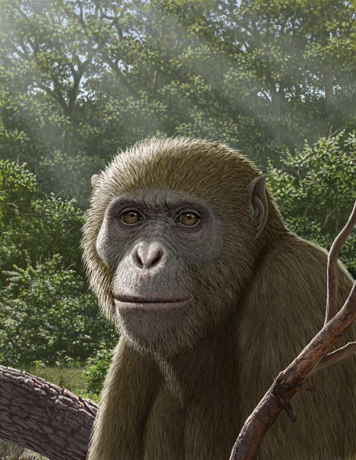 18-Million-Year-Old Ape Fossil From Egypt Suggests Modern Apes Originated Outside East Africa