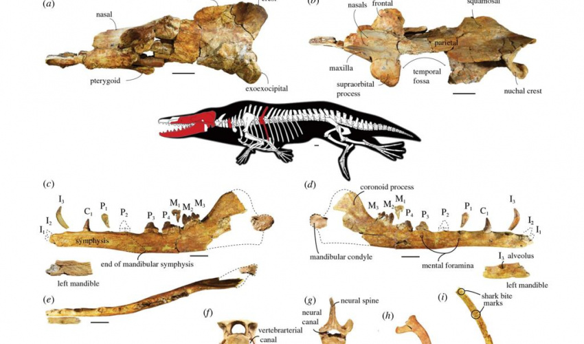 Paleontologists discover four-legged whale fossil, name it Phiomicetus anubis after Egypt's god of death