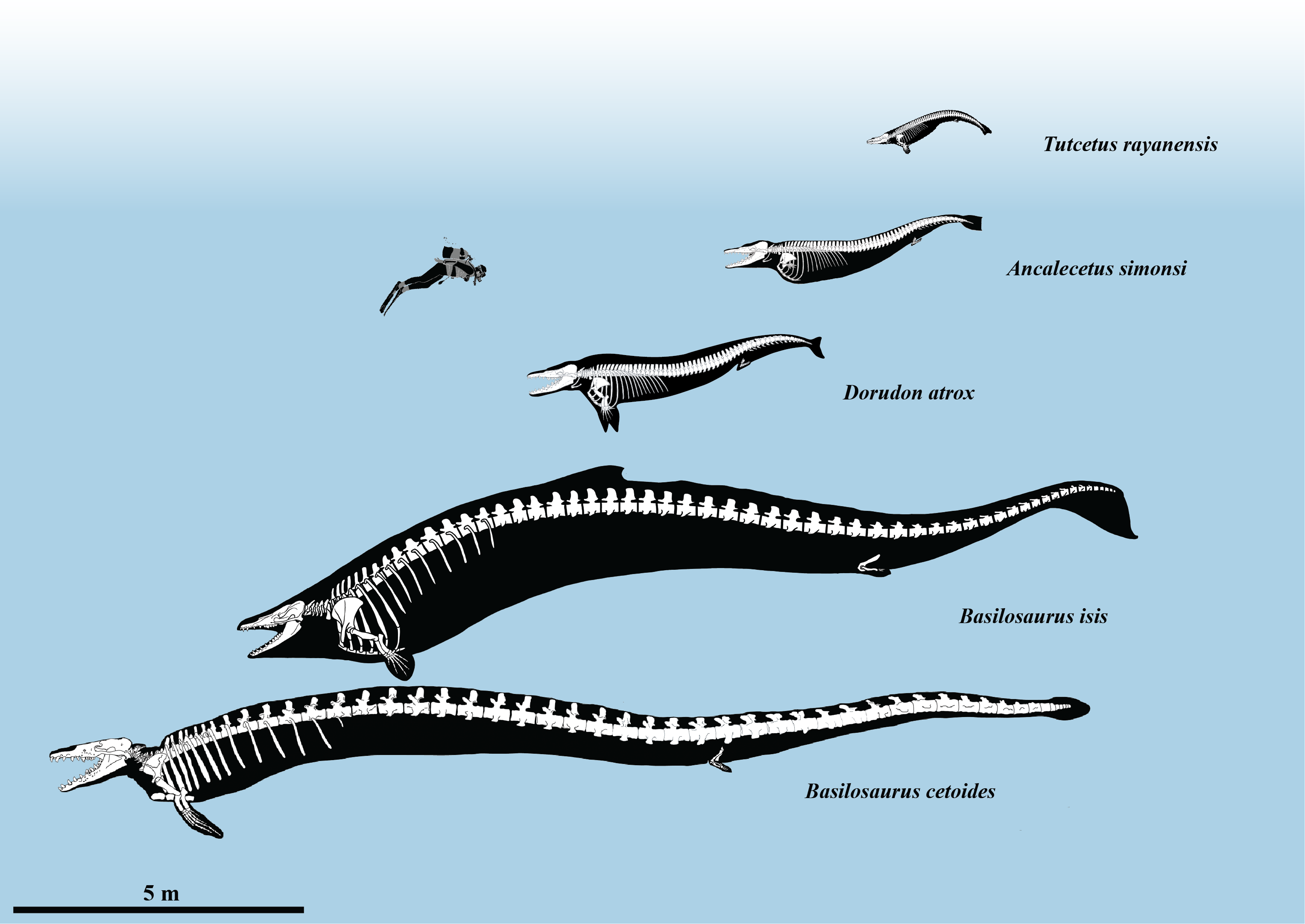 Newly discovered miniature ancient whale has name inspired by Tutankhamun