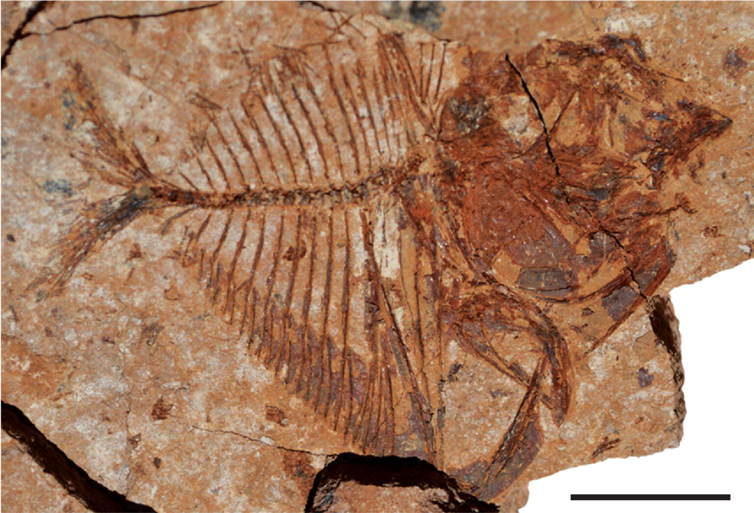 Fish survived in almost boiling seas, 56 million-year-old fossils found in Egypt