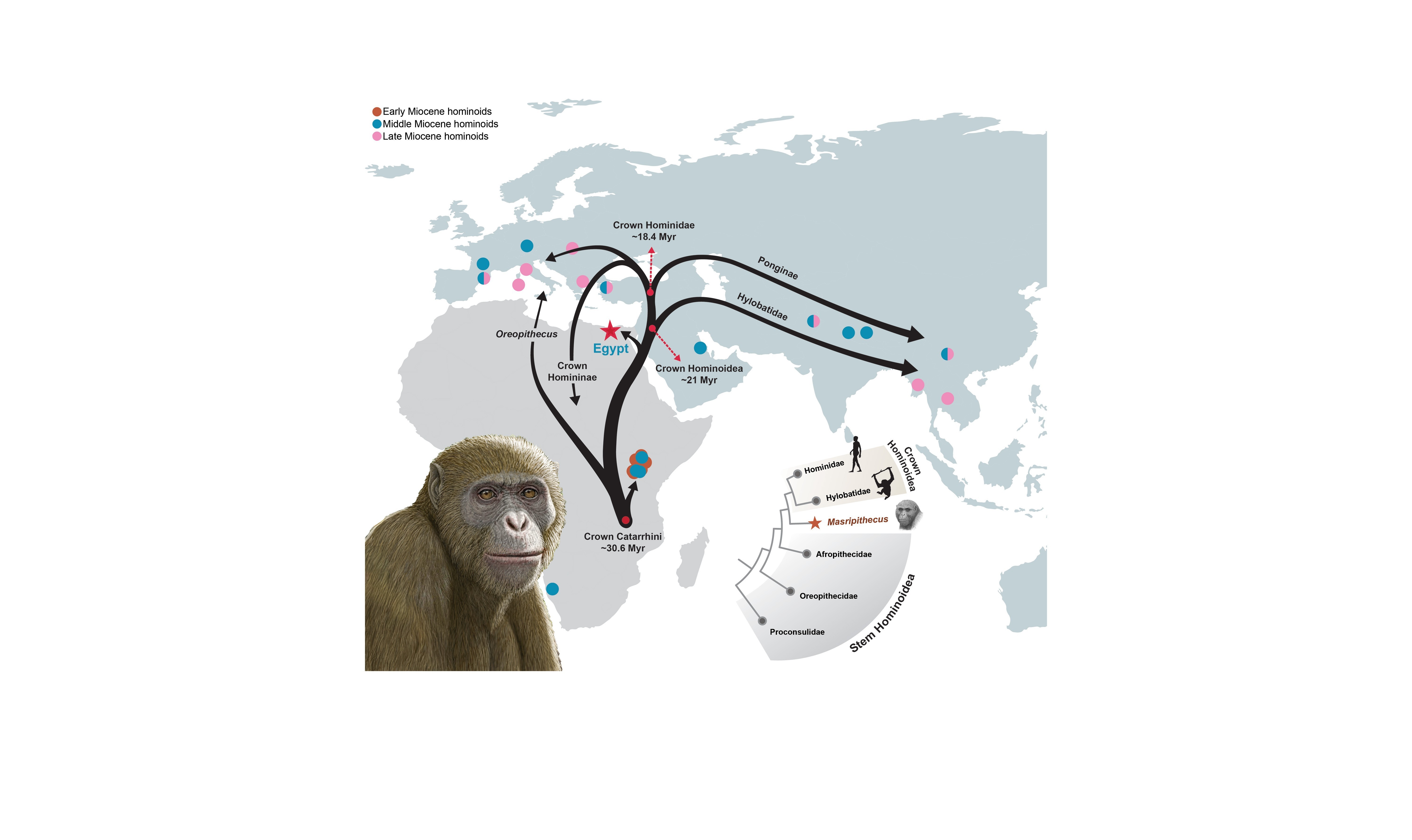 Newly discovered primate species could redraw the ape family tree