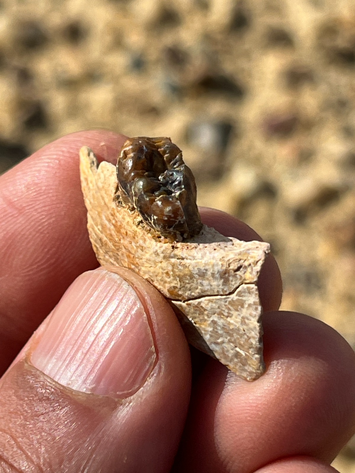 These 17-Million-Year-Old Fossils Could Rewrite the Evolutionary Tree of Apes—Including Humans