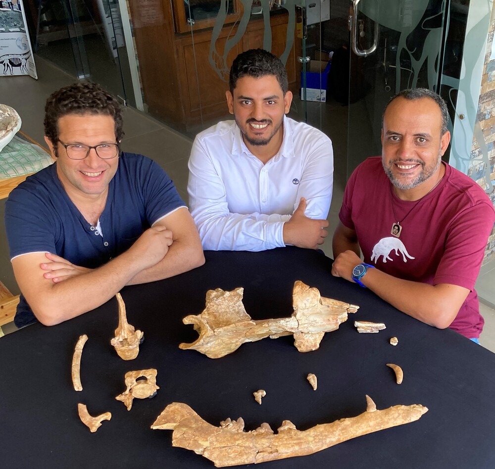 Scientists discover ancient fossil of four-legged whale discovered in Egypt